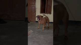 Dog barking sound shorts viralvideo dailyshorts viralshort trending pets [upl. by Nikoletta]