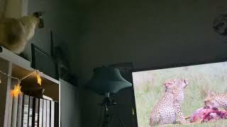 Cat watching nature documentary [upl. by Swetlana]