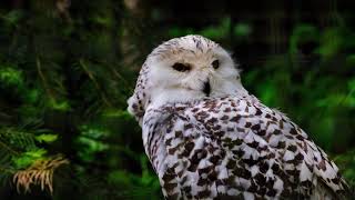 Owl turning his head in 360 degree [upl. by De Witt913]