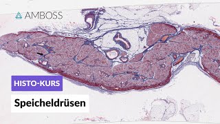 Histologie Speicheldrüsen Parotis Glandula submandibularis amp Glandula sublingualis  AMBOSS Video [upl. by Jo-Anne90]