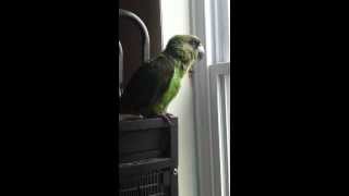 Jardine Parrot Talking [upl. by Ainessey]