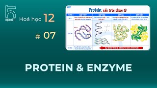 Protein amp Enzyme Căn bản [upl. by Eilrebmik]