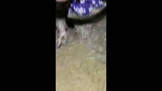 catching eels in chinese amazing eels [upl. by Maggie531]