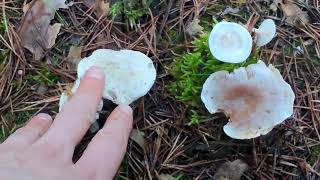 Diferencia la sabrosa harinera de los clitocibes tóxicos Clitopilus prunulus Clitocybe phyllophila [upl. by Ahsemit613]