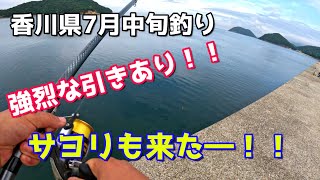 香川県7月中旬釣り 魚影が濃い！強烈な引き！！サヨリも！！ [upl. by Smailliw]