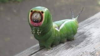 10 Alien insects you would think are from another planet [upl. by Eynahpets]