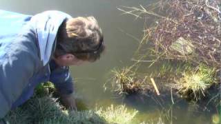 using colony cage traps for muskrat trapping 101 [upl. by Eniamert]