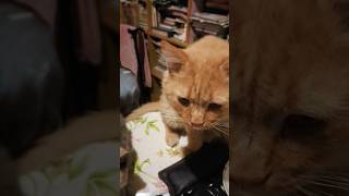 Funny cats 722 cats shorts cleaning [upl. by Iolenta31]