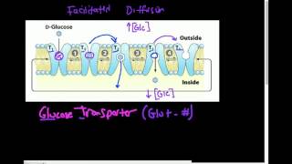 Glucose Transporter GLUT How Does it Work [upl. by Christoper]