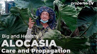 Alocasia amp Colocasia Care and Propagation  Easy Tips Pt1  Big and Healthy Stingray [upl. by Kieryt845]