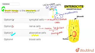 Brush border is the peculiarity of [upl. by Patman]