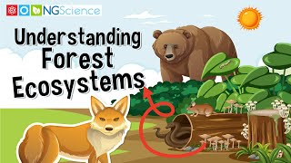 Understanding Forest Ecosystems [upl. by Notgnirra521]