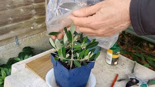 How to grow an Olive tree from cuttings [upl. by Ennoira]