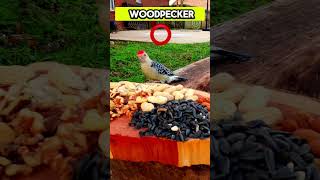 How To Attract Woodpeckers To Your Backyard By Using Walnuts birdfeeding shorts [upl. by Nauqe]