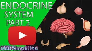 Human Endocrine System Made simple PART 2 [upl. by Eadmund]