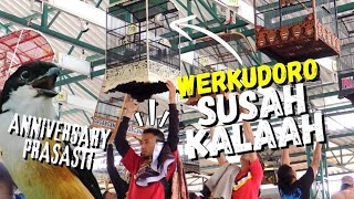 WERKUDORO Susah Kalah😱 Dominasi Cendet di Anniversary Prasasti [upl. by Ettezzil]