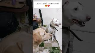 Gabru or Lily ki Masti😍dogs doglover pets labrador indie trending cute shorts ytshorts yt [upl. by Letsou299]