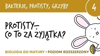 Protisty  co to za żyjątka Przegląd protistów cz1  bakterie protisty i grzyby 4  biologia [upl. by Samaj]