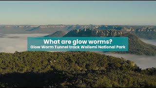 Glow Worm Tunnel Blue Mountains  Science behind glow worms [upl. by Jeffries]