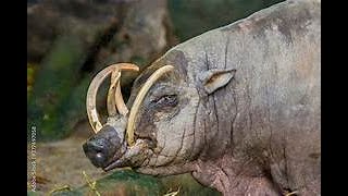 Thebabirusaalsok [upl. by Ayocal]