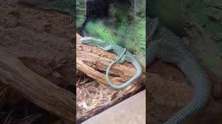 Winking lizardAwesome Eastern Collared blue lizard wildlife reptiles lizard shorts short blue [upl. by Gere]