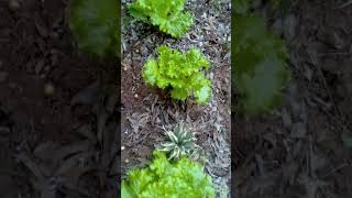 Lettuce Harvesting in 30 days [upl. by Mhoj170]