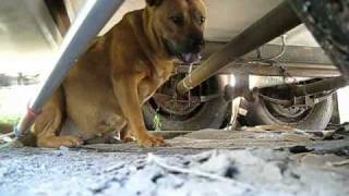 Rescuing a stray pregnant dog  Rehabilitation by Marilyn video by Eldad Hagar love [upl. by Demaria]