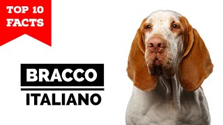 Bracco Italiano  Top 10 Facts [upl. by Ahsla69]