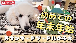 初めての年末年始を迎えるスタンダードプードルの子犬ルナ Standard Poodle puppy celebrating his first New Years holiday [upl. by Ahsikat]