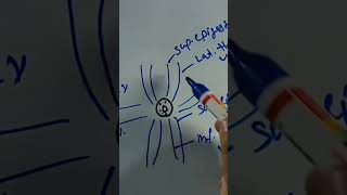 Caput medusae Portocaval Anastomosis anatomy abdomenanatomy shorts [upl. by Savil]