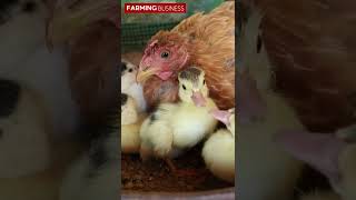 Hen Hatching Duck Eggs NaanPizhai Shorts FarmingBusiness [upl. by Licna]