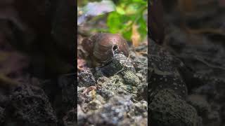 Ciekawy ślimak 🐌 Tylomelania ślimak aquarium hobby snail [upl. by Wina]