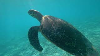 Maldives snorkeling with manta fishes and sharks [upl. by Elyag521]