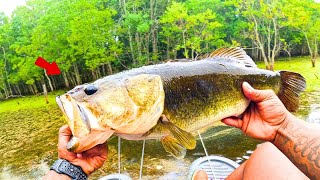 We Caught GIANT BASS Fishing in Private OVERPOPULATED Pond‼️ [upl. by Lucita837]