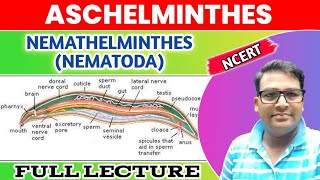 Aschelminthes  Nemathelminthes  Nematoda one shot lecture  Animal Kingdom Phylum Nematoda [upl. by Eterg]