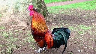 Rooster Crowing Compilation Plus  Rooster crowing sounds Effect 2016 [upl. by Ihp]