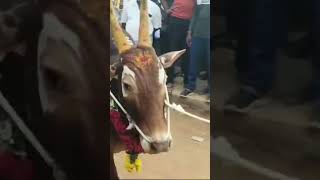 Jallikattu comedy pillaninupellichesukuntane comedyfilms biggbossnonstoptelugutrolls funny [upl. by Ttezzil]