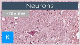 Neurons types definition and function preview  Human Histology  Kenhub [upl. by Danielson]