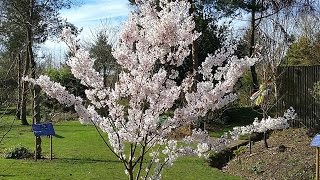 Prunus Pandora Flowering Cherry [upl. by Nayar]