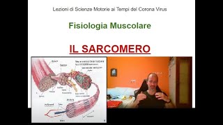 Fisiologia Muscolare  Il Sarcomero  Lezioni di Scienze Motorie ai Tempi del Corona Virus [upl. by Karyn]