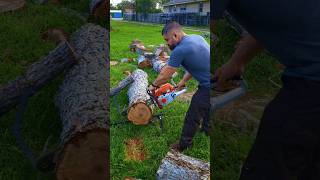 First Cuts With Custom Stihl MS261 💪  stihl ms261 forestry powertools husqvarna chainsaws [upl. by Dorene]