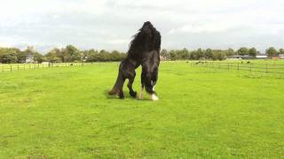 Shire Horse and Belgium Heavy Horse 992011 [upl. by Bessie]