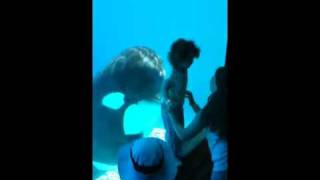 Killer whale attack at Marineland [upl. by Roma]