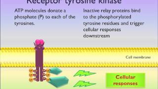 Receptor tyrosine kinase [upl. by Parnell]