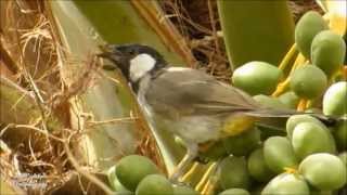 البلبل ابيض الخدين  WhiteCheeked Bulbul [upl. by Darrill]