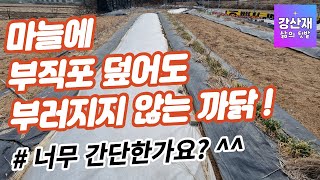 텃밭 마늘에 부직포 비닐 덮어도 부러지거나 꺾이지 않는 까닭 [upl. by Attenej550]