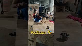 jealousy 🤣✨ bollywood love music hindisong song doglover funny [upl. by Airol]