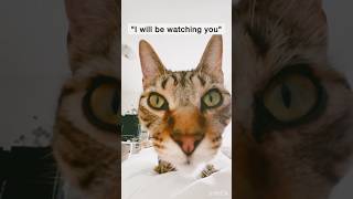 👀 Ever feel like you’re being WATCHED  You’re probably NOT wrong🤷🏻‍♀️sting comedy funnycats [upl. by Jarid]