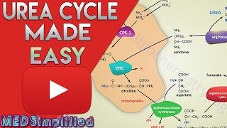 Urea Cycle Made Simple  Biochemistry Video [upl. by Duntson345]