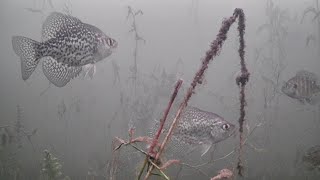 CRAPPIES Ice Fishing The WEEDS on Lunch Break Underwater Camera [upl. by Calvano995]